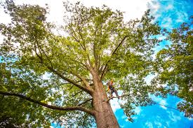 Best Arborist Consultation Services  in Beacon Square, FL